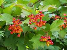 Guelder Rose - Viburnum opulus - 25 Seeds - Super Flower-Heads and Berries
