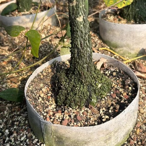 1cm rare live house - rare, plant