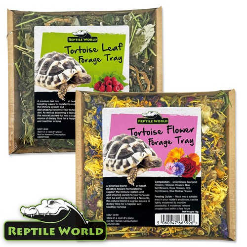 Reptile world tortoise - reptile, forage