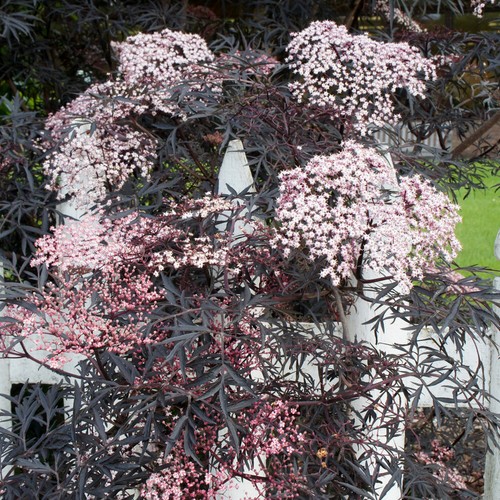 Sambucus black lace hardy - black,