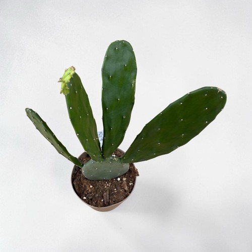 Opuntia cochenillifera - opuntia,