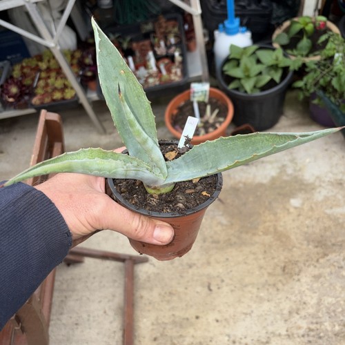 Agave americana width 2 - americana,