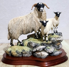Border Fine Arts A Ewe and a