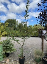 Carpinus betulus Hornbeam Tree 8 Ft Collection Only instant cover hedge plant