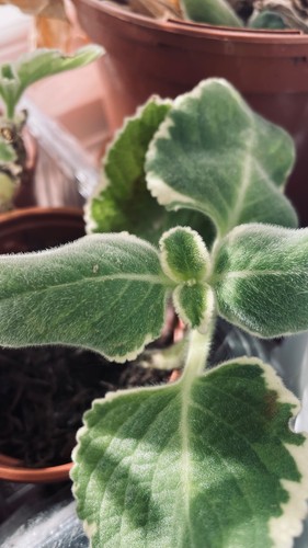 Variegated cuban - variegated,