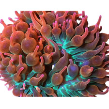 Rose Bubble Tip Anemone