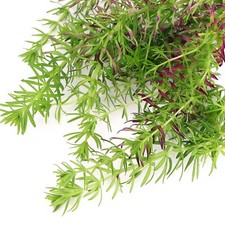 Pogostemon Erectus Live