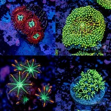 Beginner soft coral - beginner, starter