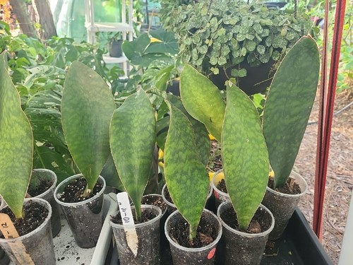 Sansevieria masoniana whale - sansevieria,