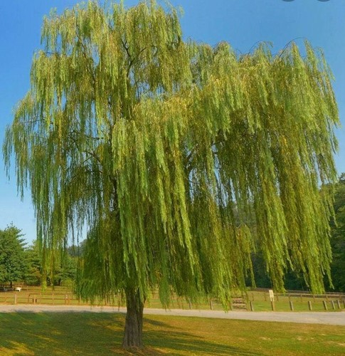 Weeping willow tree 36 - weeping,