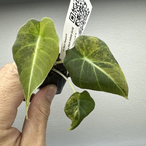 Alocasia black velvet gold - black,