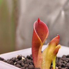 Heliamphora Pulchella -Churi-