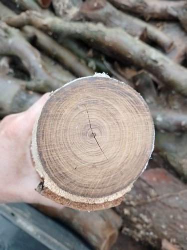 Laburnum logs for wood - logs,