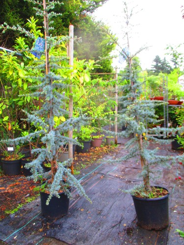 5ft evergreen - 6.5ft,