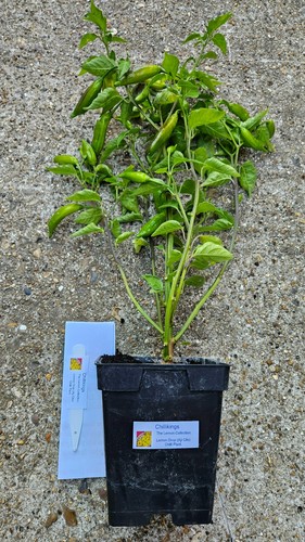 This huge lemon drop chilli - huge,