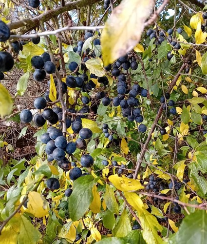 1kg fresh sloe berries picked - sloe, berries,