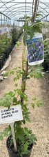 Clematis Alpina 'Blue