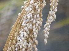 Silver Millet - Panicum