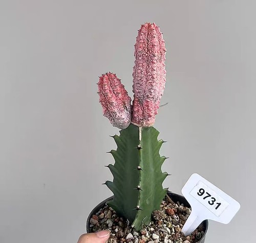 Euphorbia abdelkuri variegated - euphorbia,
