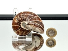 Large nautilus fossil - nautilus,
