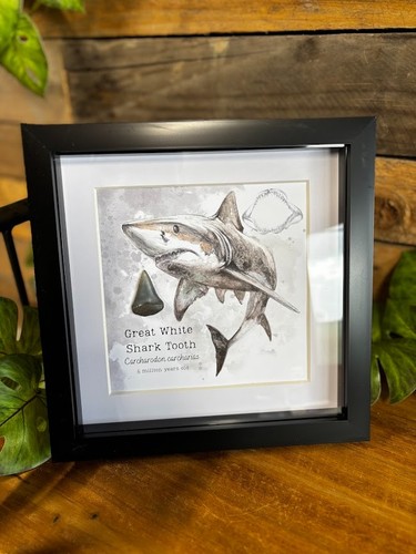 Genuine great white shark - genuine,
