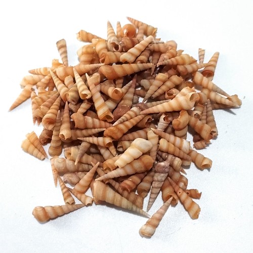Small screw sea shells to - sea, 15