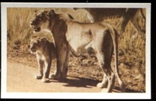 Tobacco Card, UTC,OUR SOUTH