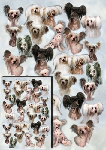 Chinese crested dog gift - chinese,