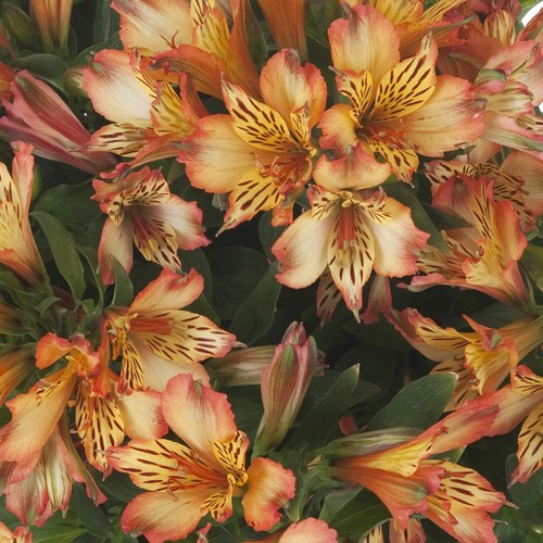 Alstroemeria plant inticancha - plant,