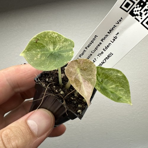 Alocasia cuprea pink mint - pink,