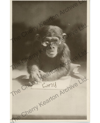 Cherry kearton vintage real - cherry,
