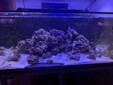 Live Rock Aquarium Marine Tropical Saltwater Reef
