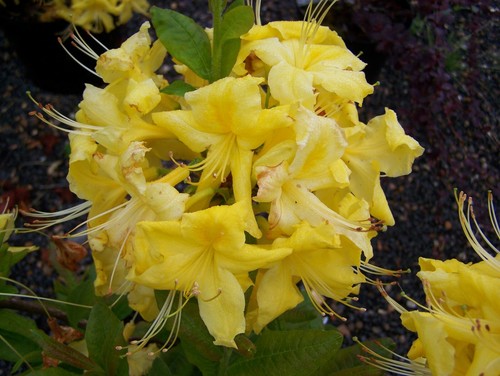Rhododendron anneke 9cm pot - rhododendron,
