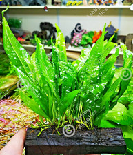 Large java fern - on, wood