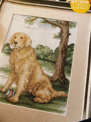 Golden labrador retriever - labrador,