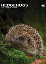 Hedgehogs 2026 A3 Calendar
