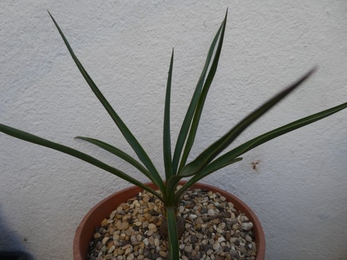 Yucca red edge shown - edge,, in