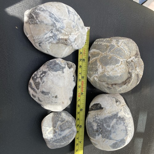 Fossil flint echinoid sea - 5x,