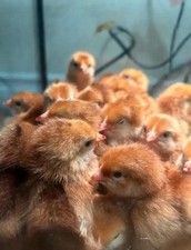Rhode Island Red Eggs For