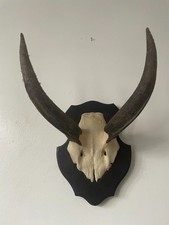 Real African Bushbuck Horns on