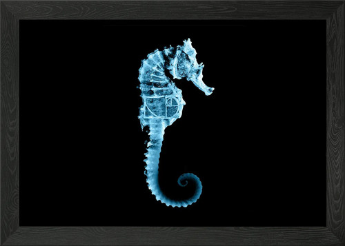 Fringe seahorse framed wall - seahorse,