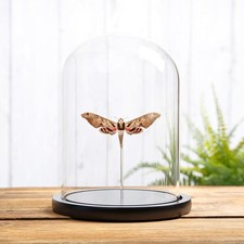 Sphinx Moth In Glass Dome