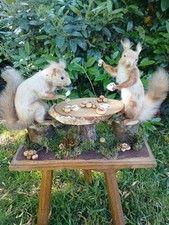 Red Squirrel Taxidermy In Diorama ( Anthropomorphic) Playing Poker And Drinking