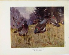 Original Old Antique Print