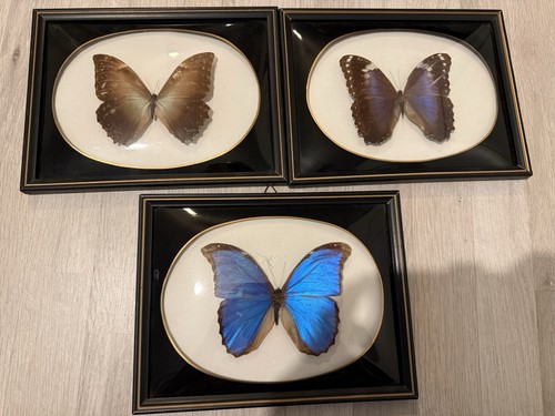 Vintage set real butterflies - vintage,
