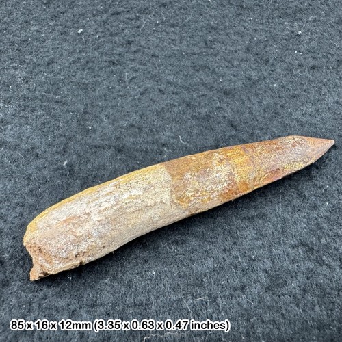 Spinosaurus dinosaur tooth - dinosaur,
