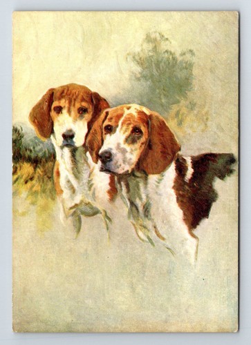 Animals dogs the - animals,, dogs: