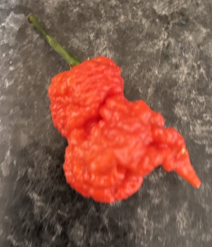 Chilli carolina reaper naga - chilli, -carolina