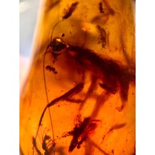ADULT PRAYING MANTIS in Burmese / Burmite amber fossil / 100% genuine amber 