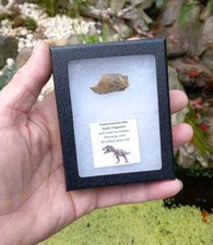 Genuine RARE Tyrannosaurus Rex Tooth (T-Rex) Partial Fossil. Hell Creek Dinosaur